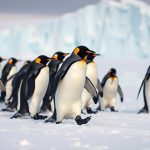 ciekawostki o pingwinach adeli